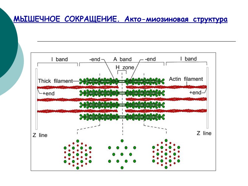 МЫШЕЧНОЕ СОКРАЩЕНИЕ. Акто-миозиновая структура